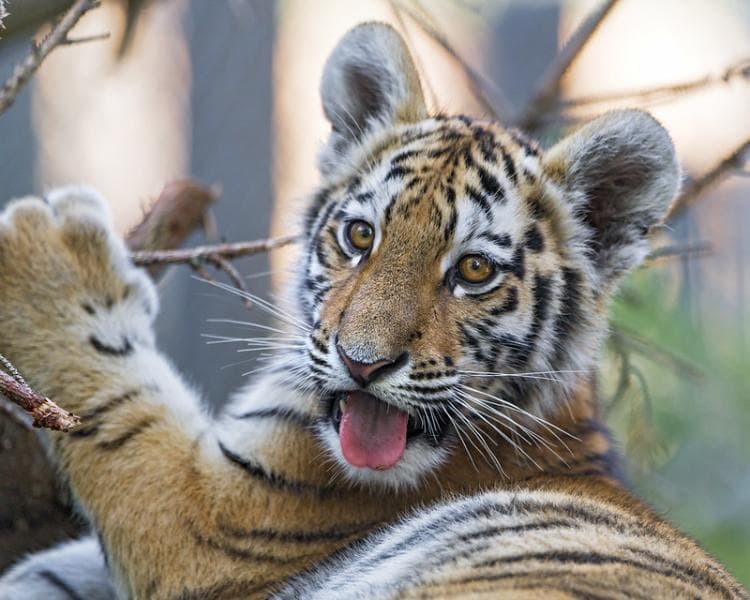 Harimau Sumatera masuk dalam hewan langka dan dilindungi. (Flickr/Tambako the Jaguar)