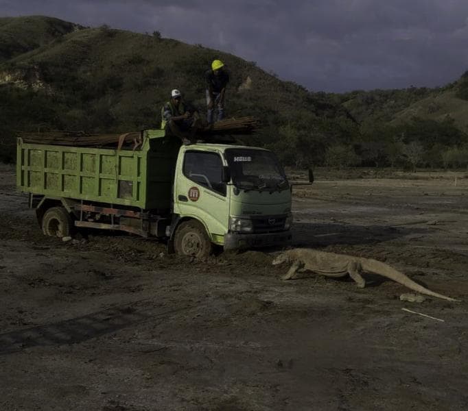 Foto komodo berhadap-hadapan dengan truk di Pulau Rinca. (Twitter/KawanBaikKomodo)