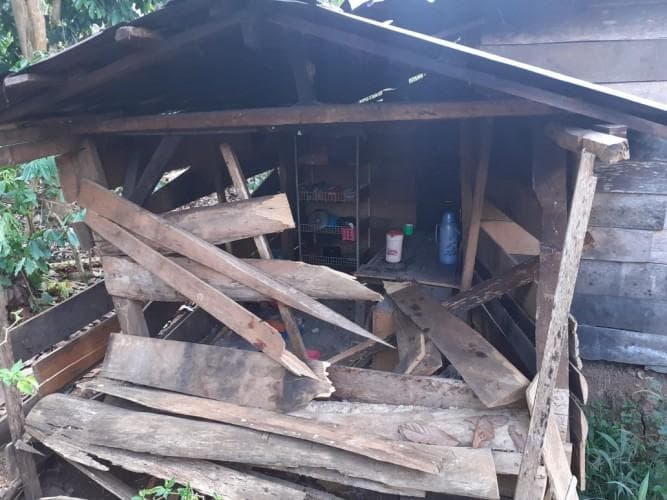 Ngamuk, Gajah Liar Sumatera Rusak Puluhan Rumah Warga