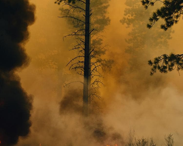 Ilustrasi - Pembakaran hutan untuk membuka lahan. (Flickr/

Forest Service, USDA)