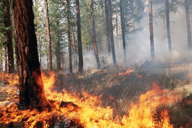 Perusahaan Korea, Korindo Group membantah mereka melakukan pembakaran hutan. (Flickr/U.S. Forest Service- Pacific Northwest Region)
