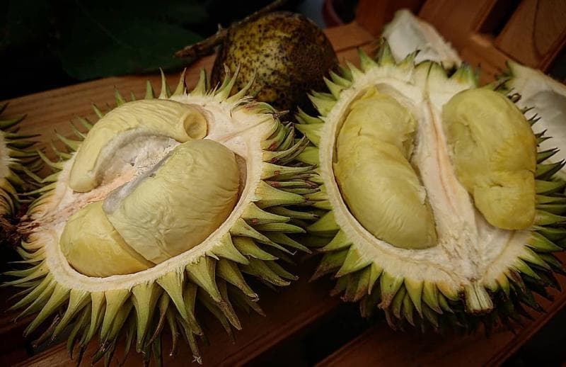 Buah Karantungan yang mirip durian. (Instagram/@figs.garden)