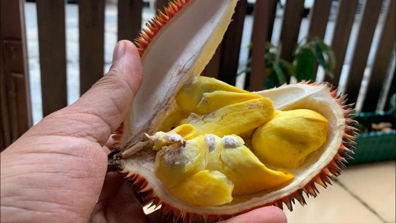 Druian kalih lebih kecil/mini dari durian biasa. (Youtube/Borneo Crest)