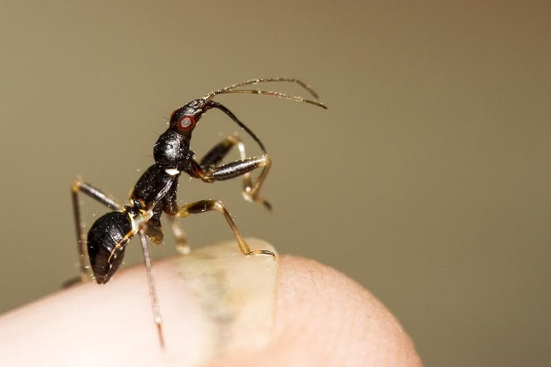 Ilustrasi - Teror semut di Banyumas. (Flickr/nikkvalentine)