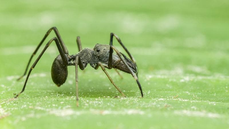 BPBD Banyumas sampai turun tangan meneliti kasus teror semut ini. (Flickr/Zleng)