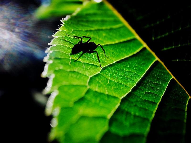 Semut menyerang permukiman warga dan pepohonan. (Flickr/

Jimmy B)