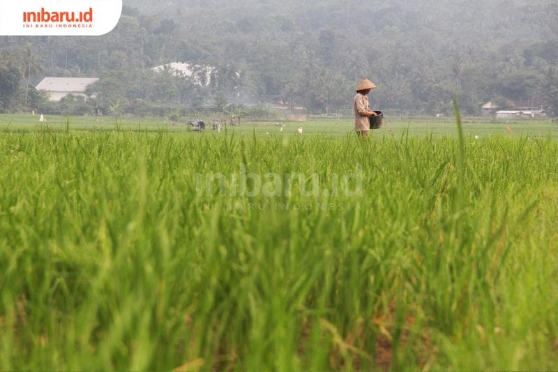 Ilustrasi: Swasembada petani mungkin lebih penting ketimbang swasembada beras. (Inibaru.id/ Triawanda Tirta Aditya)