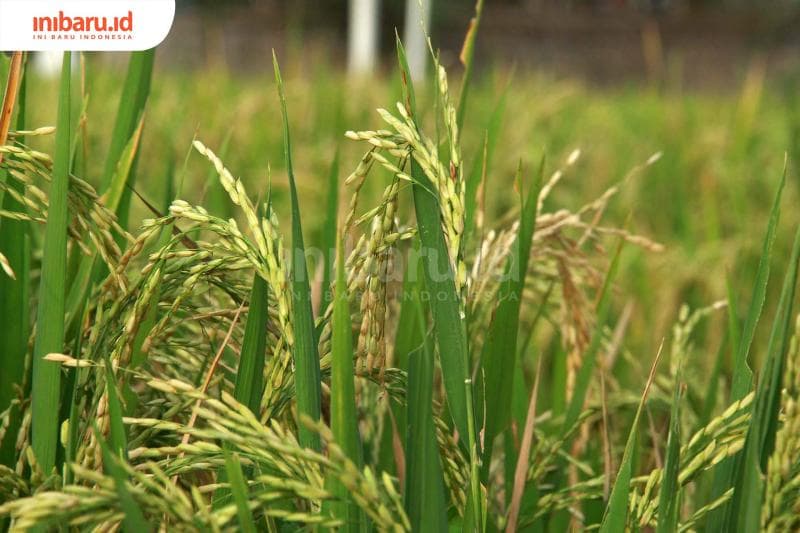Ilustrasi: Ketahanan pangan hanya sebatas swasembada beras.&nbsp;(Inibaru.id/ Triawanda Tirta Aditya)