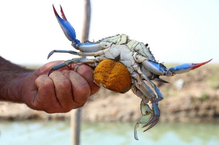 Ilustrasi - Edhy melarang nelayan menangkap lobster dengan ukuran di atas 150 gram. (Medcom)<br>