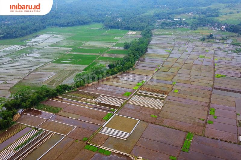 Ilustrasi: Lahan pertanian di Indonesia. (Inibaru.id/ Triawanda Tirta Aditya)