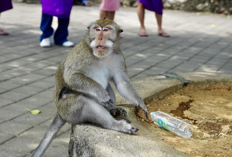 Ilustrasi: Monyet di Uluwatu Bali akan mencuri benda paling berharga dari wisatawan untuk mendapatkan makanan. (Flickr/dionhinchcliffe)
