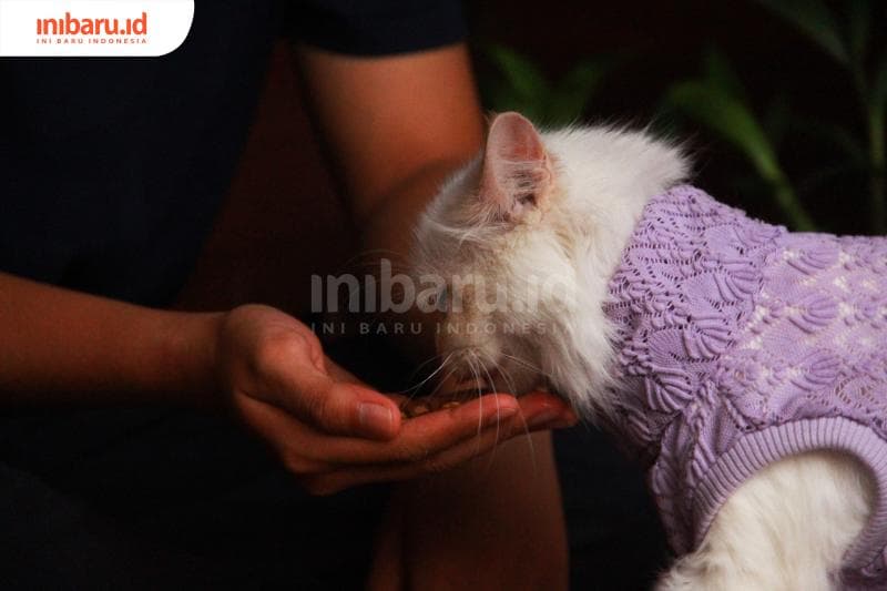 Bagaimana tips perawatan kucing Persia? (Inibaru.id/ Triawanda Tirta Aditya)