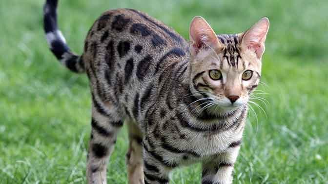 Berikut daftar kucing termahal di dunia. (Adventorous cat)