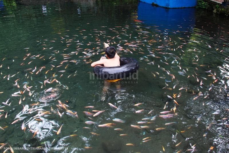 Beragam ikan di Umbul Senjoyo juga akan menemanimu berenang.<br>