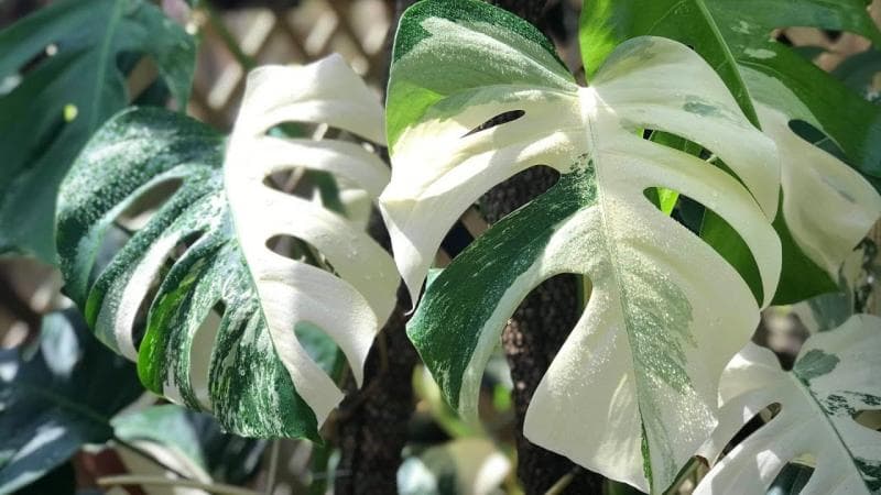 Buat Kamu yang Penasaran Kenapa Harga Monstera Mahal