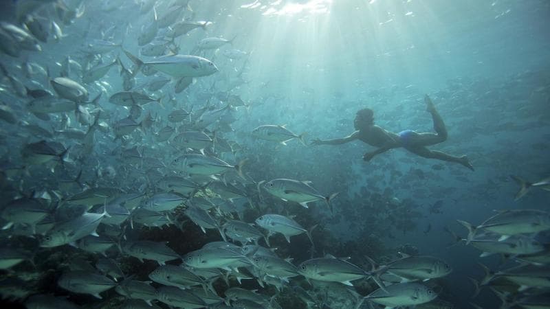 Kunci Menahan Napas di Kedalaman ala Suku Bajau yang Ribuan Tahun Hidup di Lautan