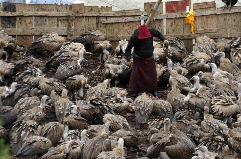 Ritual Pemakaman Langit dan Para Burung Pemangsa Mayat di Tibet