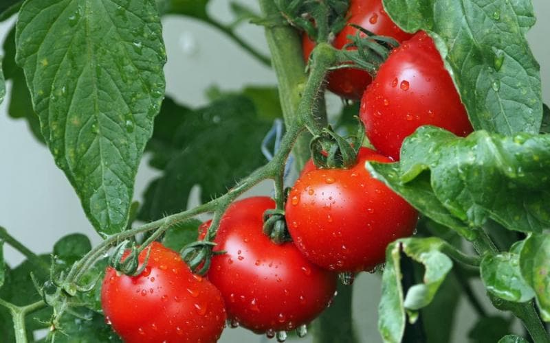 Gunakan daun tomat. (Mesin pertanian)