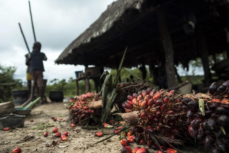 Kelapa sawit bikin Indonesia makin panas. (Flickr/Open Government Partnership)<br>