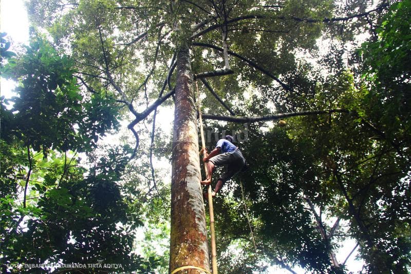 Solehan hanya mengandalkan tangga bambu untuk membantunya naik pohon durian.<br>