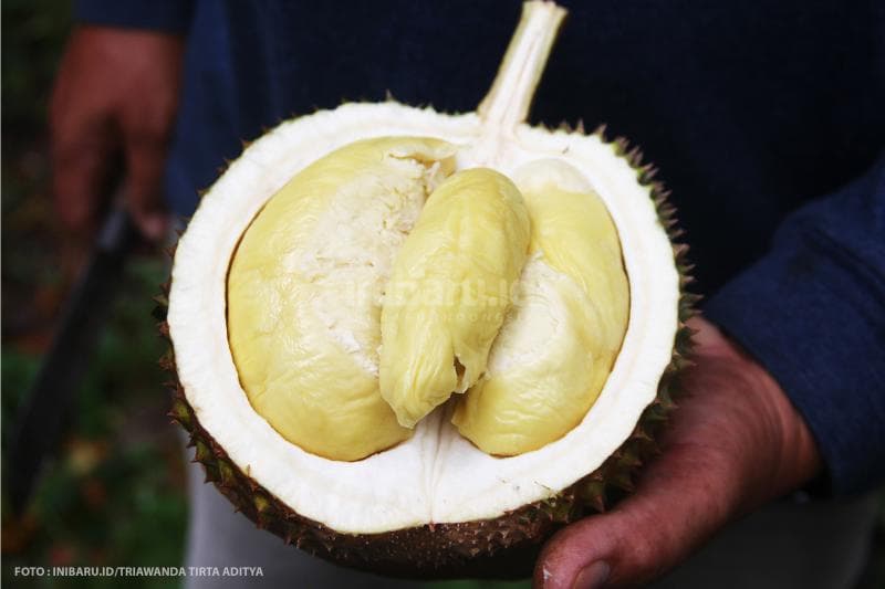 Warna durian Yuyem sangat kuning, cita rasanya nggak perlu diragukan.<br>