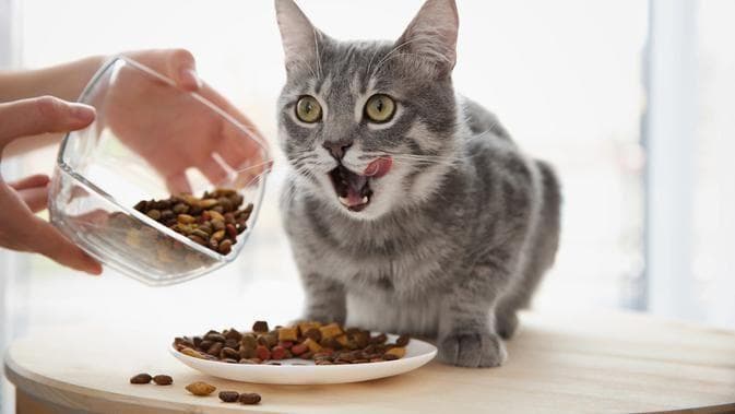 Cukup beri 1-2 kali makan pada kucing dewasa. (Yahoo Berita)