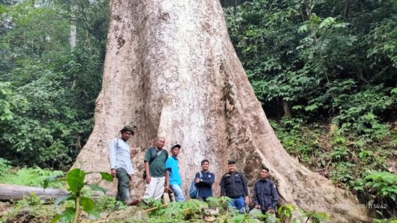 Pohon Medang di Agam, Sumbar, salah satu yang terbesar di dunia. (Suryakepri/Dok BKSDA Agam)