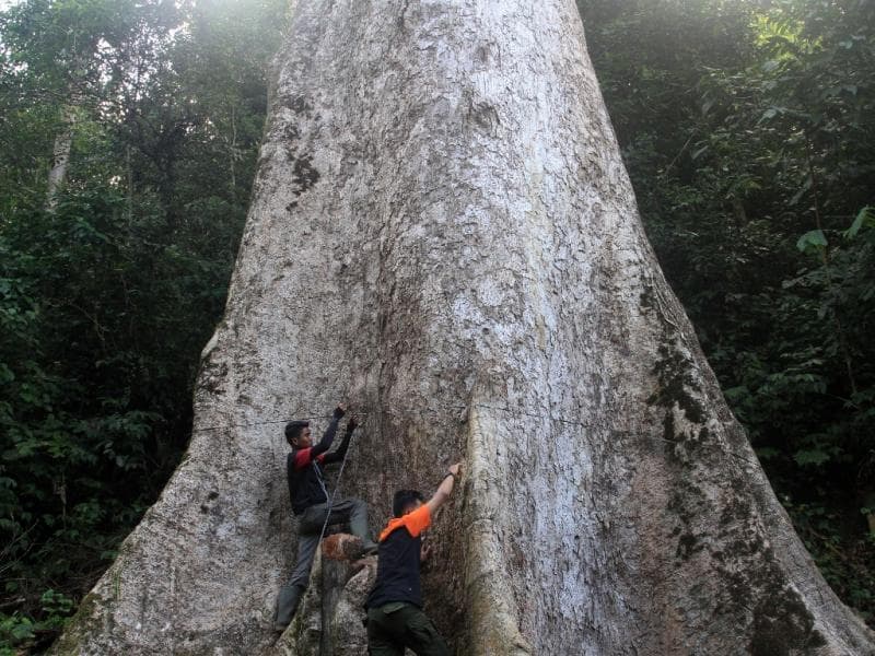 Salah satu pohon terbesar di dunia, pohon Medang di Kabupaten Agam, Sumatera Barat. (Antara/Muhamad Arif Pribadi)