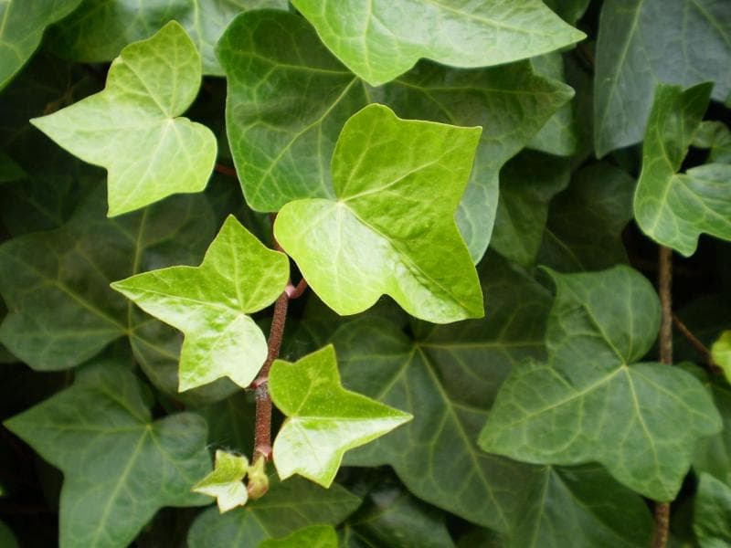 English ivy meruppakan tanaman merambat. (Growwilduk)