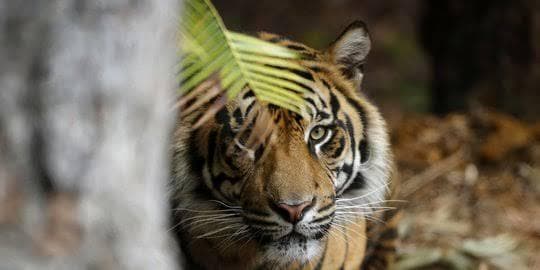Dua harimau dipercaya dapat ditemui di alun-alun lama Banten. (Merdeka)