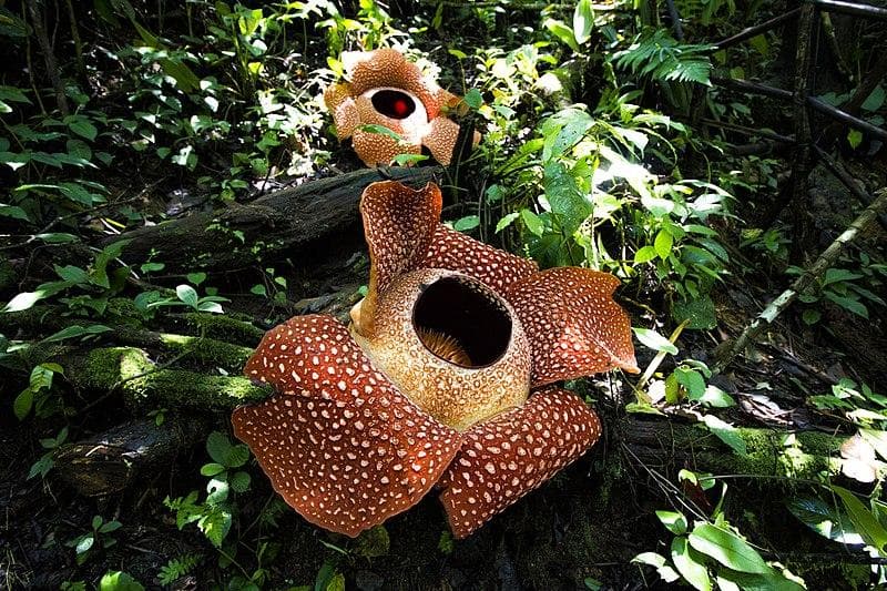 Dua Rafflesia Arnoldii ditemukan di Desa Tebat Monok Kabupaten Kepahiang, Bengkulu, 21 April 2015. Nama padma raksasa ini diambil dari sang penemu, Thomas Stamford Raffles, saat menjadi Gubernur Bengkulu. (Wikimedia/SofianRafflesia)