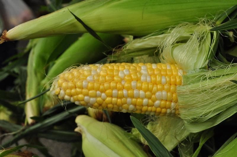 Hampir semua jagung yang kita konsumsi adalah tanaman GMO. (Flickr/Tom Shockey)