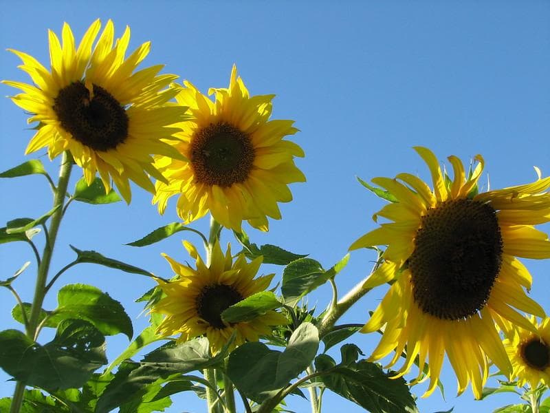 Bunga matahari. (Flickr/Nomadic Lana)
