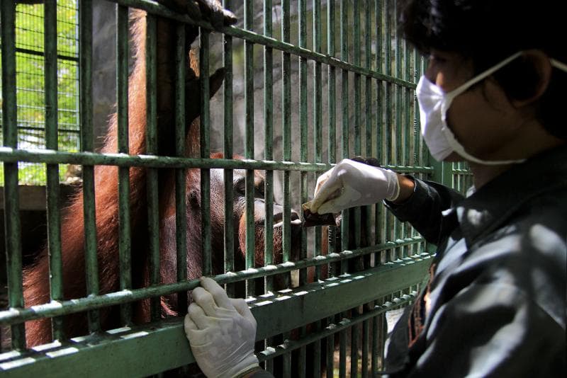 Berwisata Sambil Belajar Tentang Satwa di Wildlife Rescue Center Yogyakarta