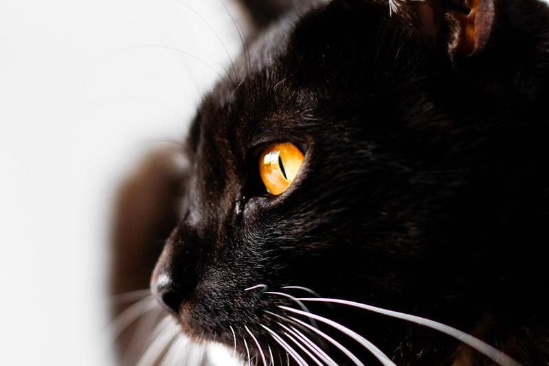 Kucing hitam juga sering dianggap terkait dengan kesialan atau kematian. (Flickr/Marco Verch)