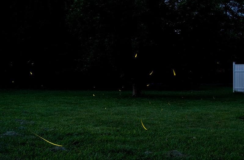 Meski indah, kunang-kunang sering dianggap sebagai kuku orang mati. (Flickr/

daveoratox)