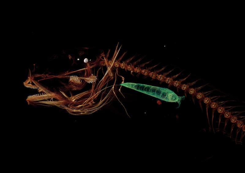 Hasil CT Scan dari salah satu ikan yang ditemukan di laut terdalam di dunia. (Adam Summers/University of Washington)