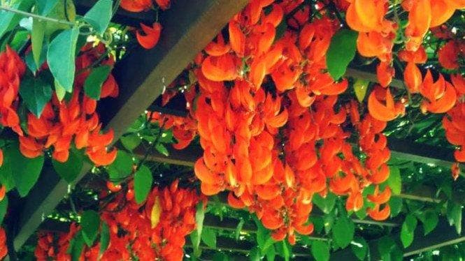 Flame of Irian, salah satu tanaman hias merambat berbunga sepanjang waktu. (U-Report)