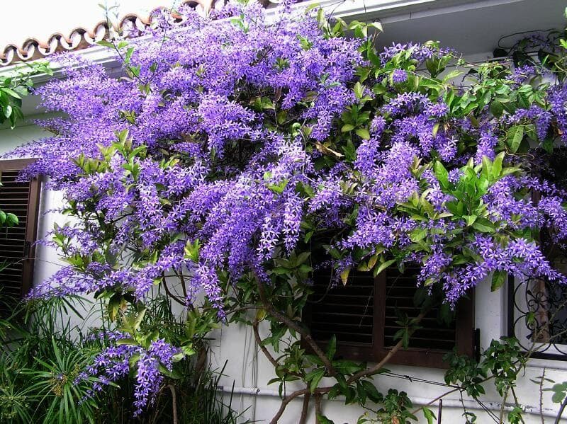 Petrea Volubilis sangat unik karena warna bunganya bisa berubah. (Pinterest)