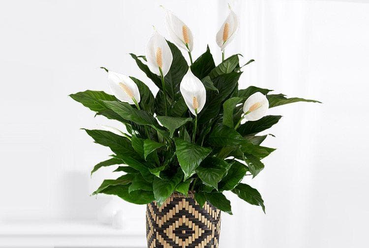 Peace lily punya bunga putih. (Ebay)