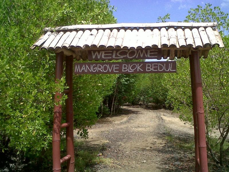 Mangrove Bedul. (Asliindonesia.net)