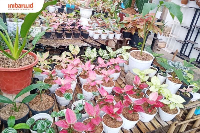 Ada beragam jenis pot hias untuk tanaman di pasaran. (Inibaru.id/Zulfa Anisah)