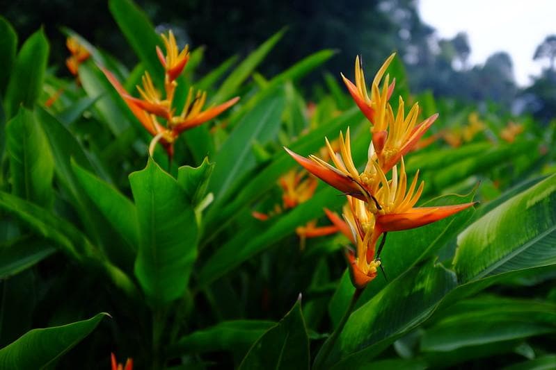 5 Jenis Pohon Pisang Hias yang Bisa Bikin Rumah Terasa Lebih Adem