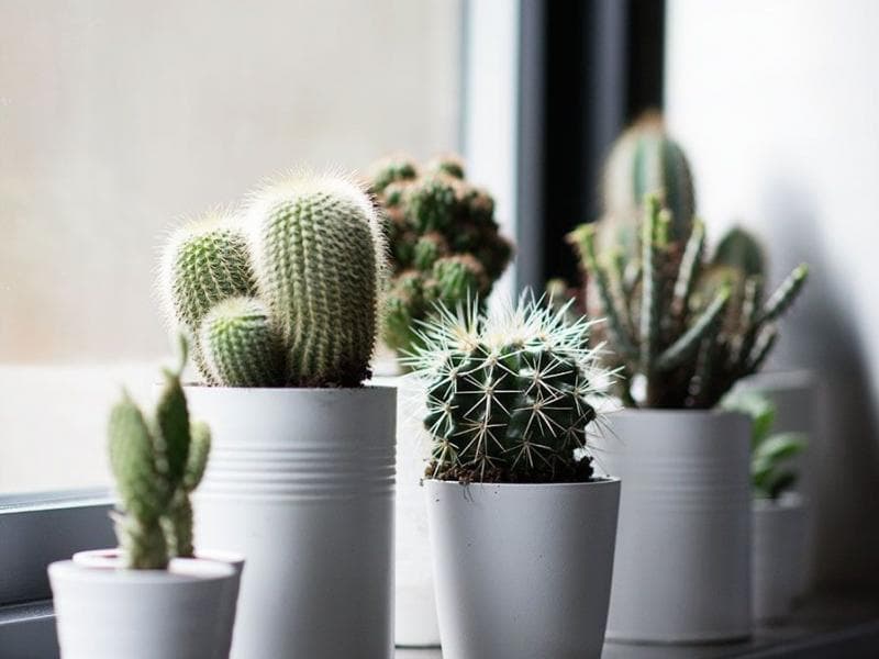 Pot kaktus bisa ditempatkan di ruang tamu. (Dekoruma)