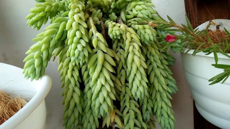 Kaktus Anggur, salah satu tanaman anggur gantung. (Youtube/Narasi Nara)