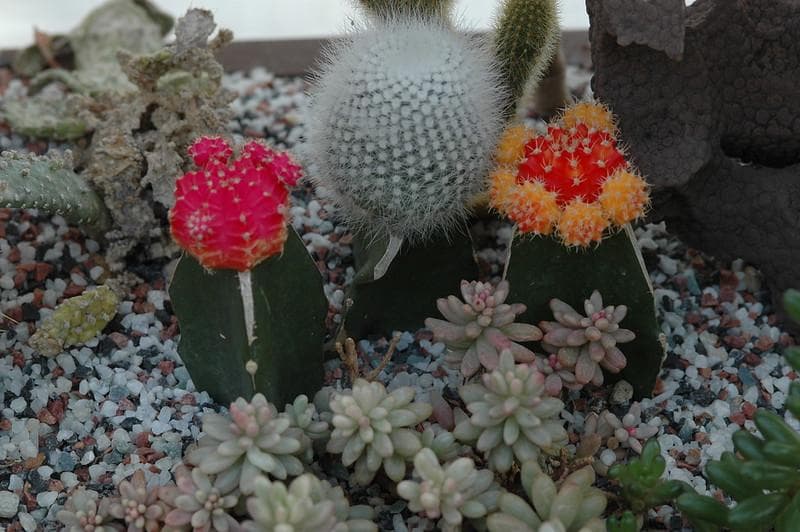 Kaktus dagu. (Flickr/

Dr. Hans-Günter Wagner)