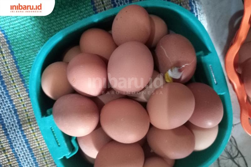 Ayam betina bisa menghasilkan telur tanpa ayam jantan. (Inibaru.id/ Triawanda Tirta Aditya)