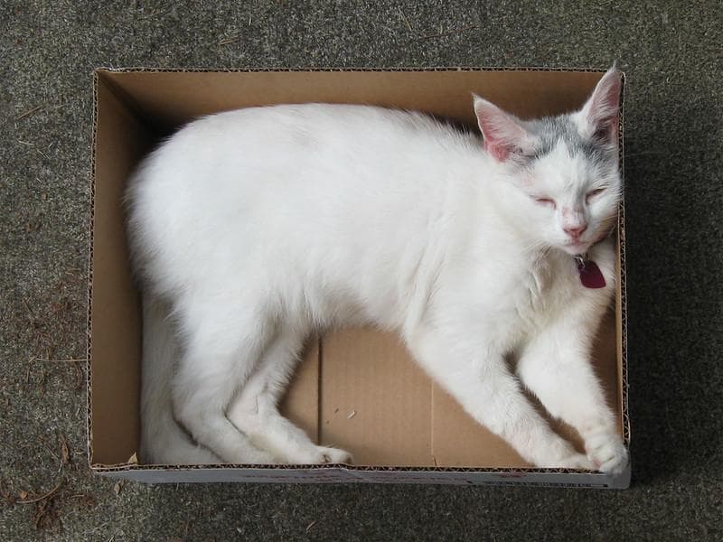 Kucing suka masuk dalam kotak. Apa alasannya, ya? (Flickr/

Robert Tucker)