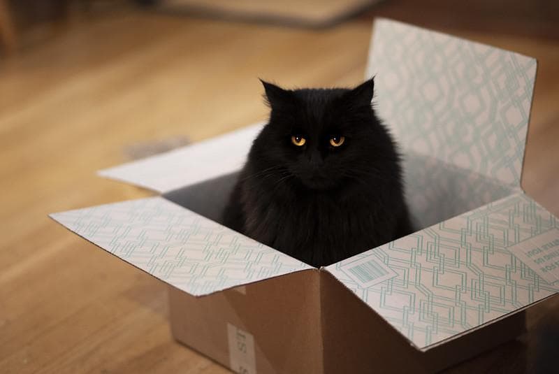 Ada alasan mengapa kucing suka masuk kotak. (Flickr/Robert Couse-Baker)