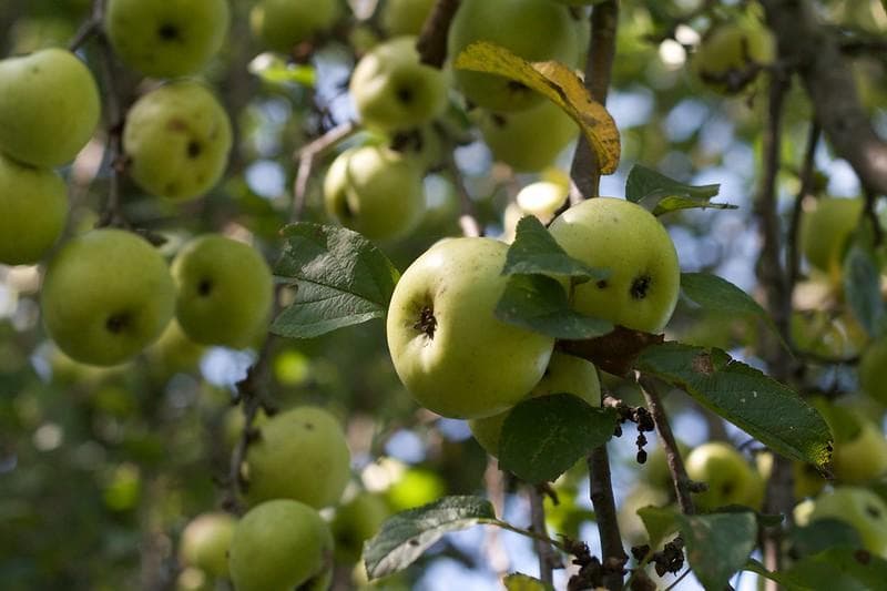 Di Malang dan Batu ada banyak perkebunan apel. (Flickr/David Joyce)